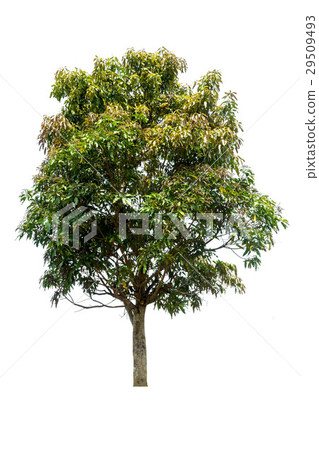 single tree Isolated 29509493