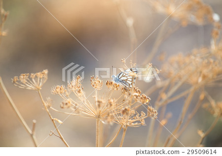 Butterfly with dry flowers 29509614