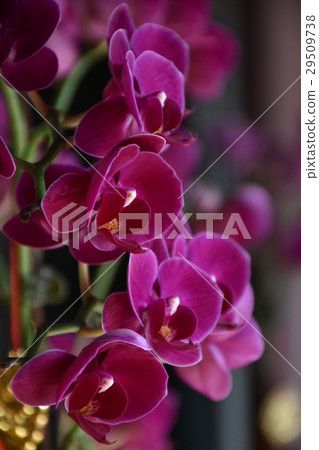 花,蝴蝶蘭,紫色,供佛,美麗,雅緻,美觀,花語,花季長,素雅 29509738