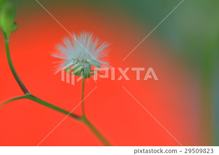 Dandelion spores Dandelion spores 29509823