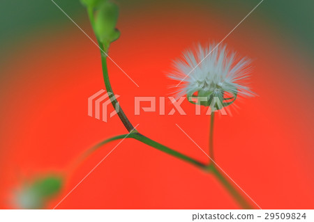Dandelion spores 29509824