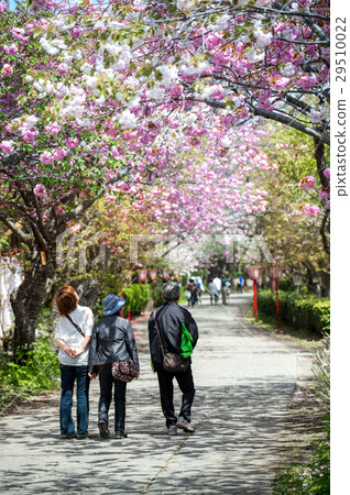 HOKKAIDO, JAPAN - MAY 7, 2015 29510022