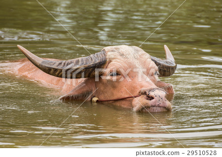 White buffalo in swamp 29510528
