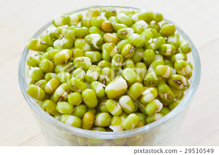 mung bean sprouts mung bean sprouts 29510549