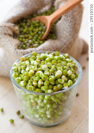 green mung bean sprouts in bowl and hessian bag green mung bean sprouts in bowl and hessian bag 29510550