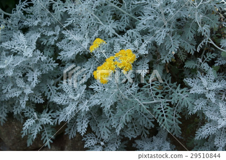 白花菊花植物花語“支持你” 29510844