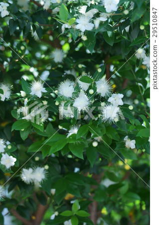 銀梅花花語是 愛的耳語 照片素材 圖片 圖庫