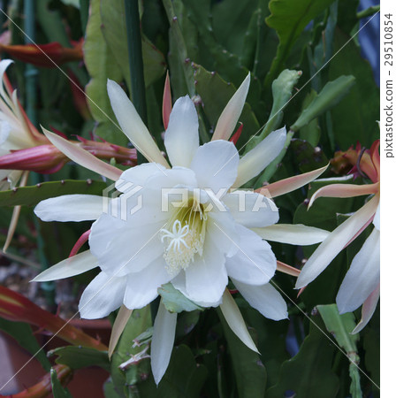 孔雀仙人掌花的語言是 花式美 照片素材 圖片 圖庫