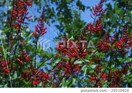 Coral paulownia crabgrass flower language "gentle feelings" 29510928