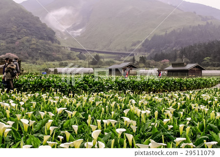 陽明山 頂湖 海芋 花季 小油坑 29511079