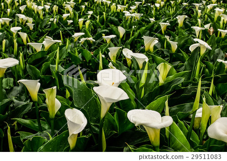 Taiwan, Yangmingshan, Dinghu, Zhuzi Lake, Spring, Begonia, Flower Season Taiwan, Yangmingshan, Dinghu, Zhuzi Lake, Spring, Begonia, Flower Season 29511083