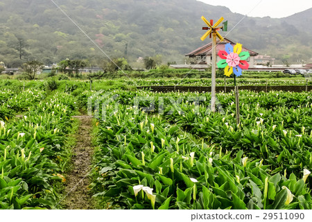 陽明山 頂湖 海芋季 海芋 花季 風車 造型 29511090