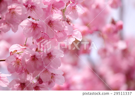 櫻花(陽光櫻花) 櫻花(陽光櫻花) 29511337