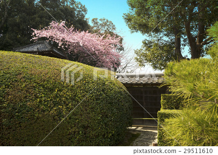 Early spring scenery of old temples Early spring scenery of old temples 29511610