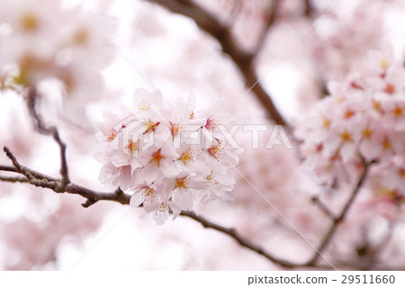 櫻花盛開 櫻花盛開 29511660