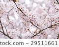 櫻花盛開 29511661