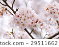 櫻花盛開 29511662