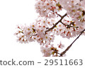 櫻花盛開 29511663