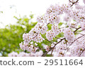 櫻花盛開 29511664