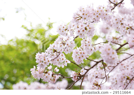 櫻花盛開 櫻花盛開 29511664