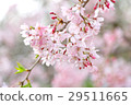 盛開的盛開的櫻花樹 29511665
