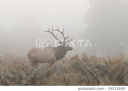 Bull Elk in Fog 29511889