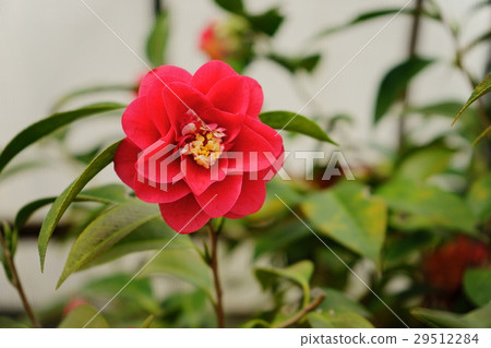 山茶花·花圖卷(琉球) 山茶花·花圖卷(琉球) 29512284