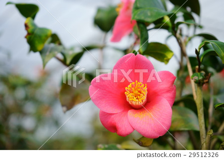 Camellia · flower diagram volume (Izumo Akuni) 29512326