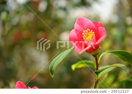 Camellia · flower diagram volume (Rikuji Temple) 29512327