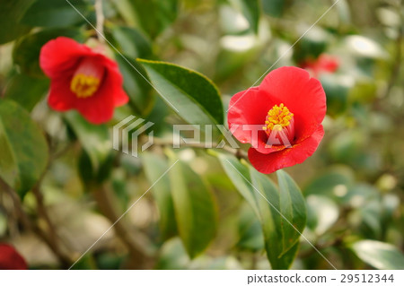 山茶花·花圖卷(慶祝猩紅色) 山茶花·花圖卷(慶祝猩紅色) 29512344
