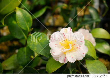 山茶花·花圖卷（島嶼暴風雪） 29512345