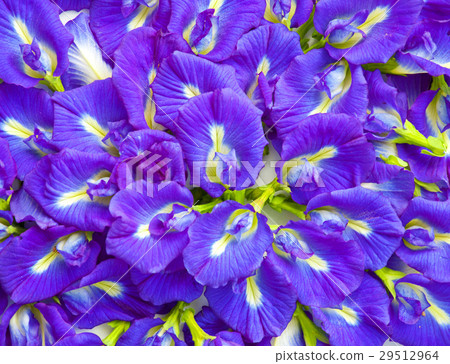 blue flower blue flower 29512964