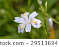 Flowers of Shaga 29513694