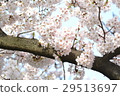 Cherry Blossoms	 29513697