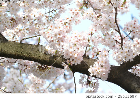 Cherry Blossoms Cherry Blossoms 29513697