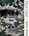 Cherry blossoms and buildings 29513702