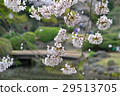SakuraFubuki  29513705