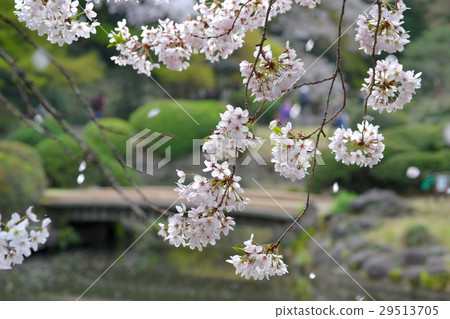 SakuraFubuki SakuraFubuki 29513705