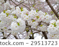 Cherry tree  29513723