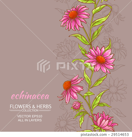 echinace purpurea vector background 29514653