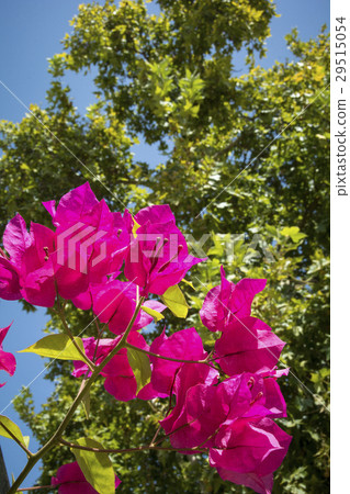 Vivid pink flowers in sunshine in Andalusia Spain 29515054