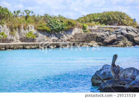 Pelican on the beach 29515519