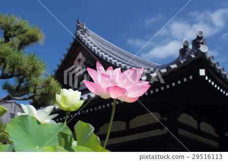 Lotus flower of King of Kyoto law 29516113
