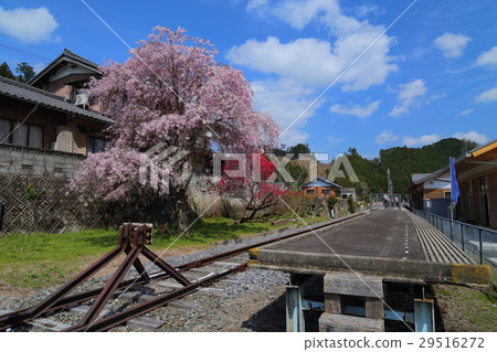 在Meisamatsu線的Isezu車站的櫻花 在Meisamatsu線的Isezu車站的櫻花 29516272