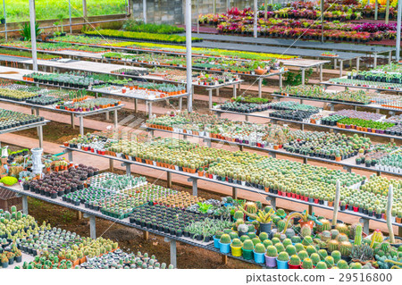 Beautiful small cactus field . Beautiful small cactus field . 29516800