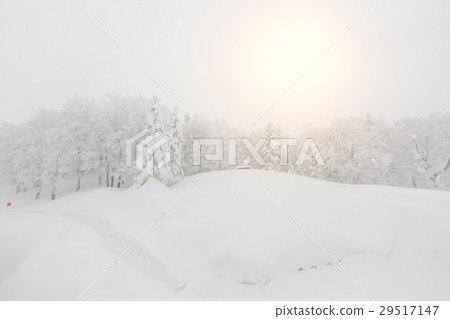 Tree covered with snow on winter storm day in forest mountains . Tree covered with snow on winter storm day in forest mountains . 29517147