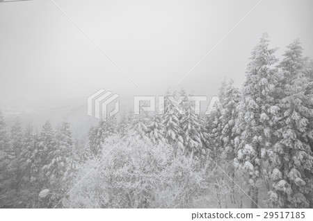 Tree covered with snow on winter storm day in forest mountains . 29517185
