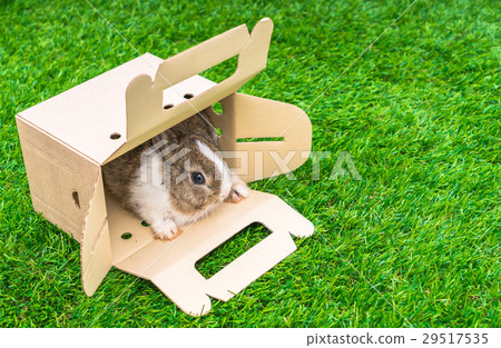 Rabbit in a paper box on green grass for easter holiday 29517535