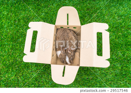 Rabbit in a paper box on green grass for easter holiday 29517546