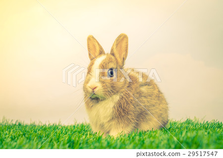 Rabbit on green grass for easter holiday ( Filtered image processed vintage effect. ) 29517547
